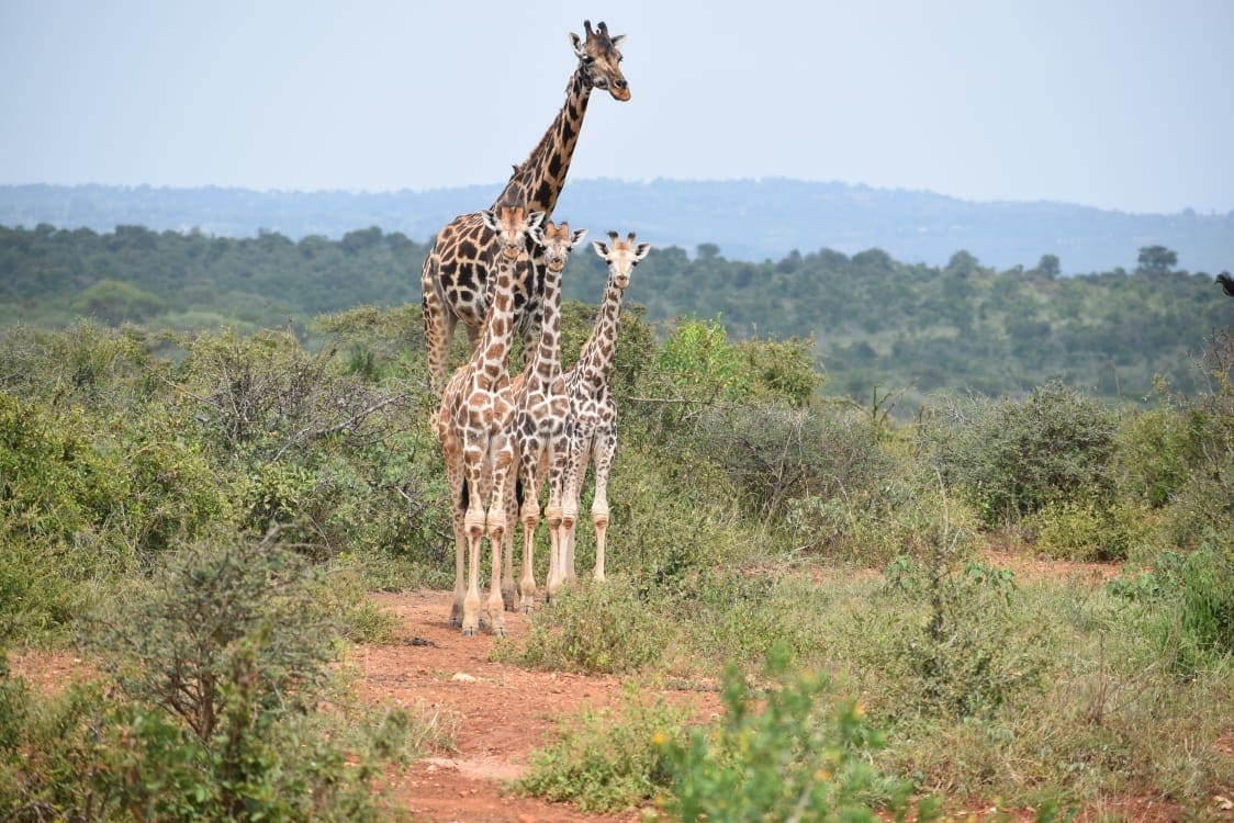 Mwea National Reserve