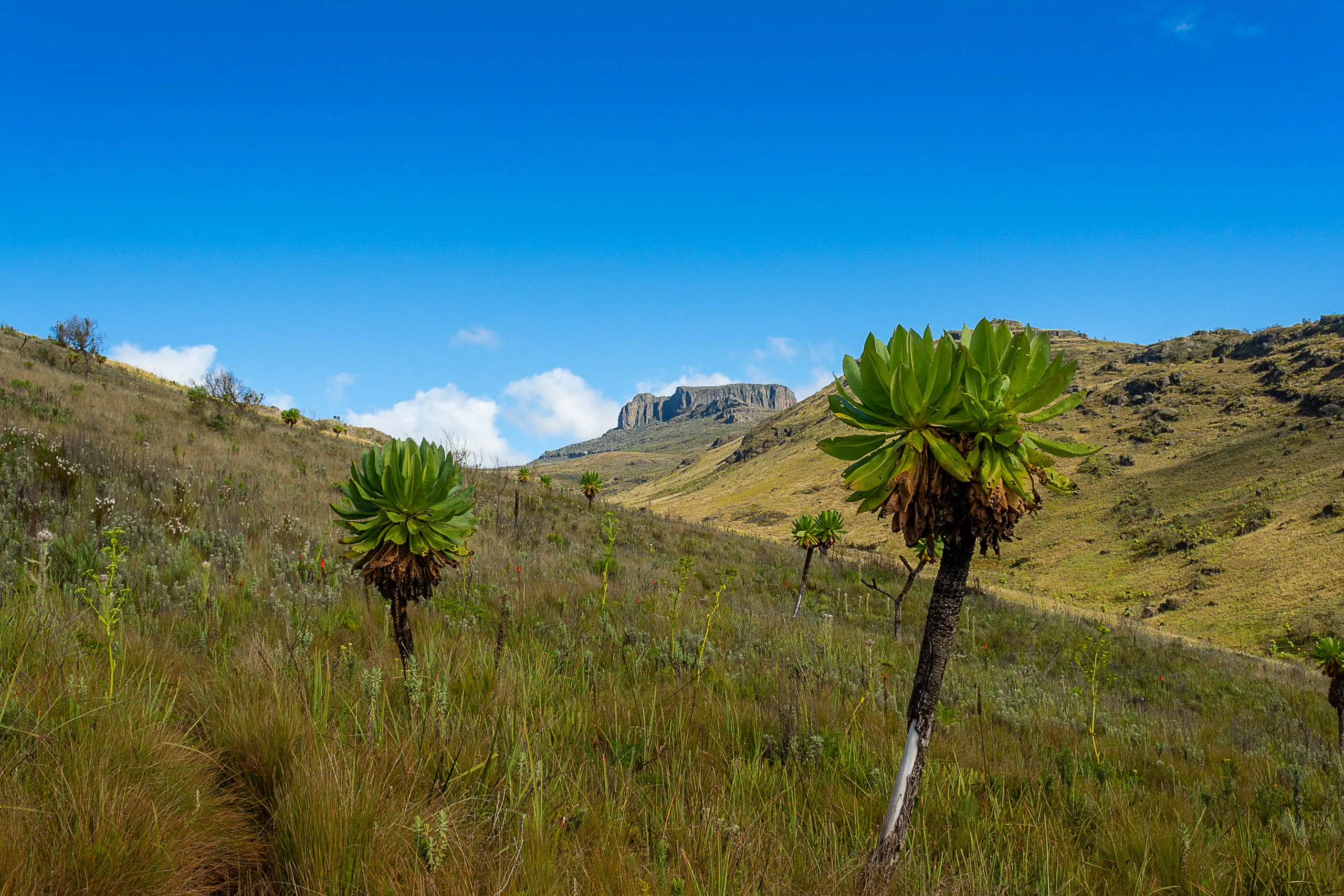Mount Elgon National Park