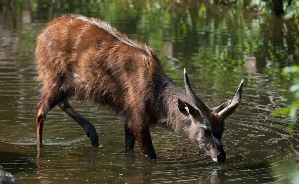 Saiwa Swamp National Park