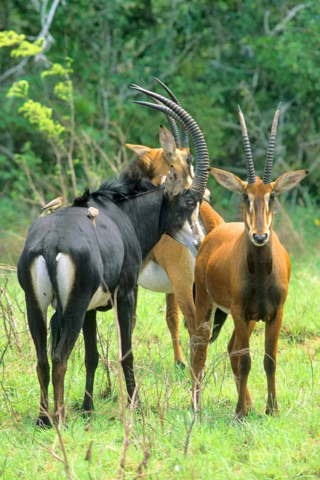 Shimba Hills National Reserve