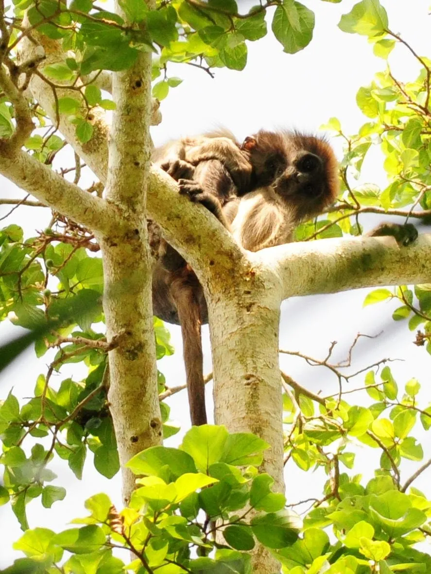 Tana River Primate National Reserve