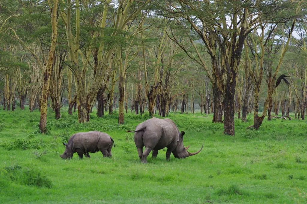 Lake Nakuru National Park