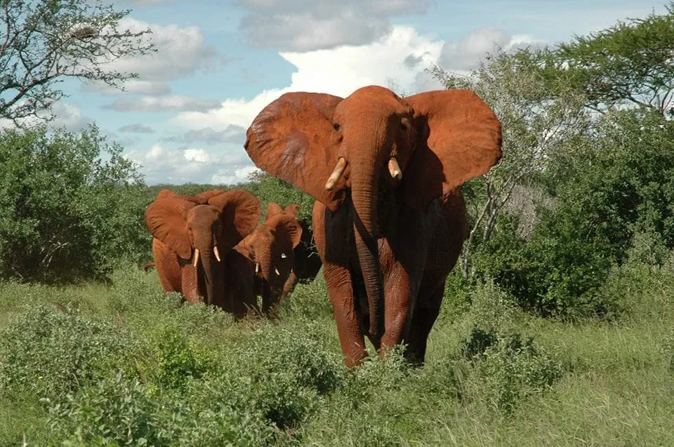 Tsavo East National Park