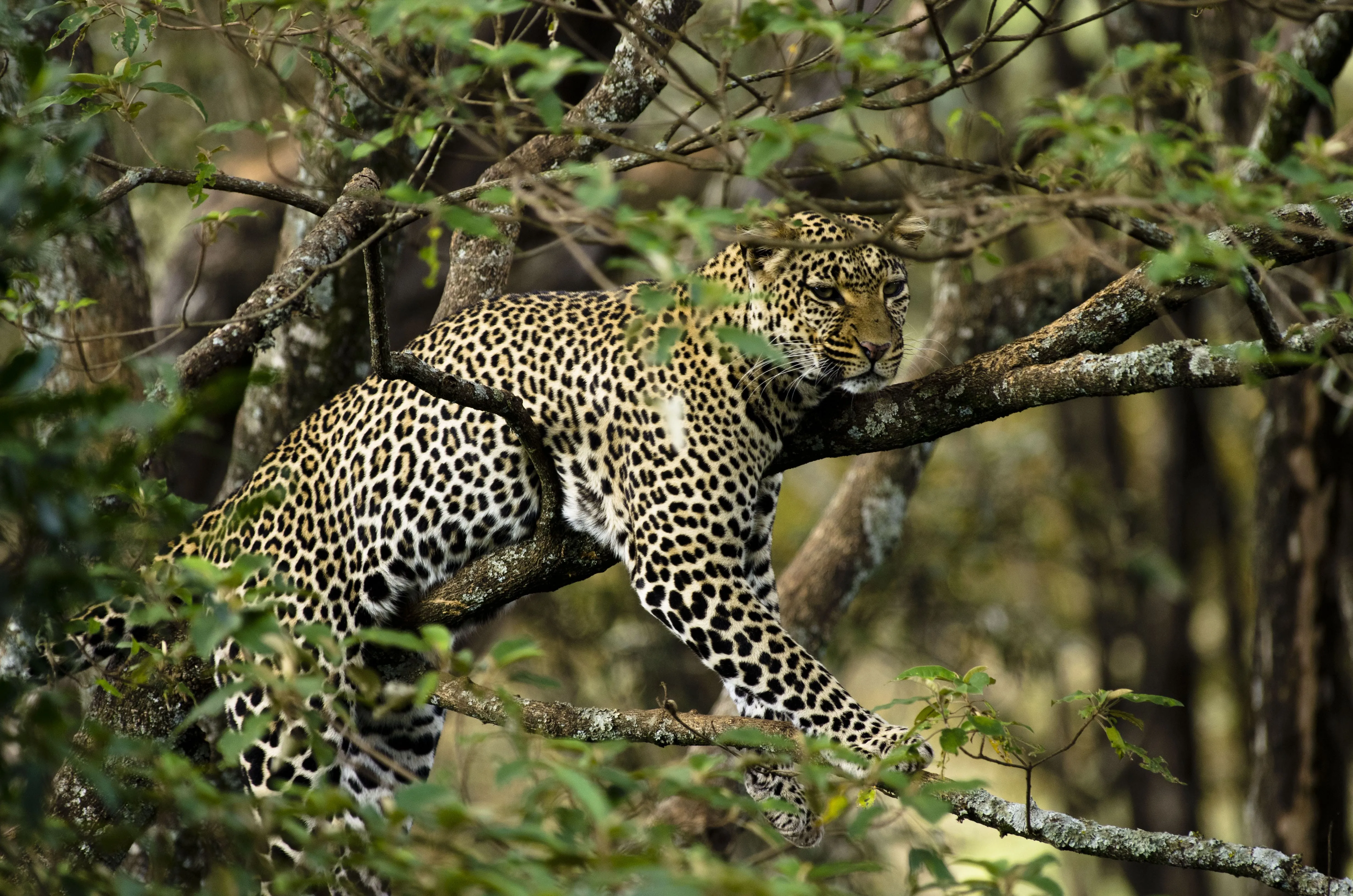 Tsavo West National Park