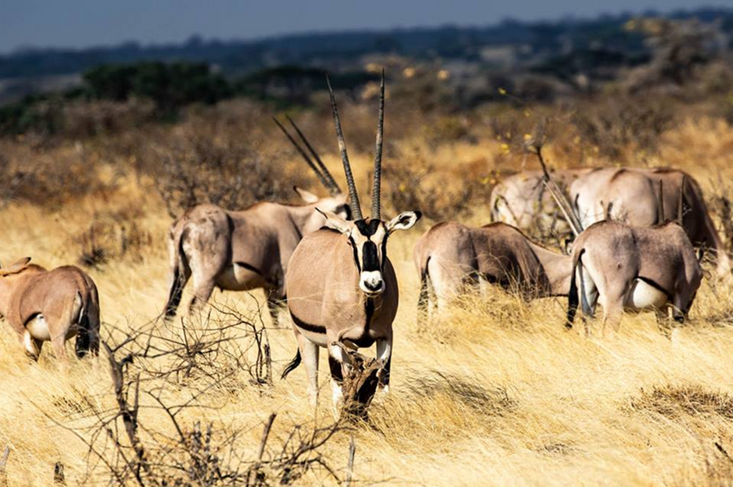 South Turkana