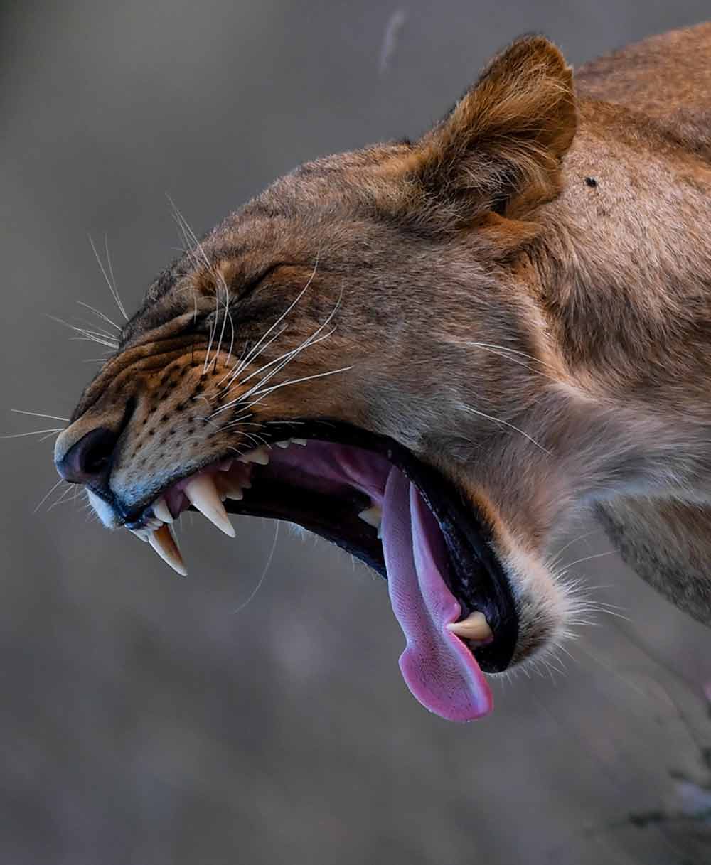 Nairobi National Park